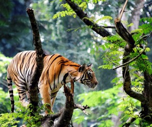 Thekkady Image